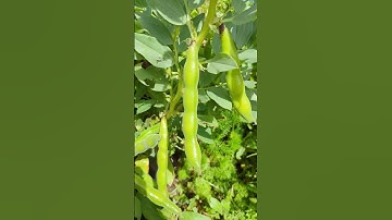 San Pablo Garden Growing Fava Beans #shorts