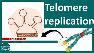 Telomere replication | The End replication problem | Aging and Telomere. Wealth