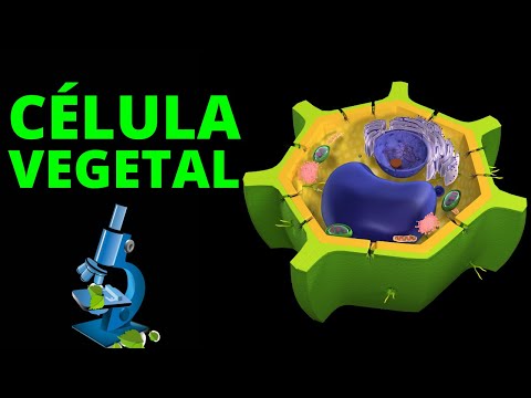 Video: ¿Qué hay en el centro de una célula vegetal?