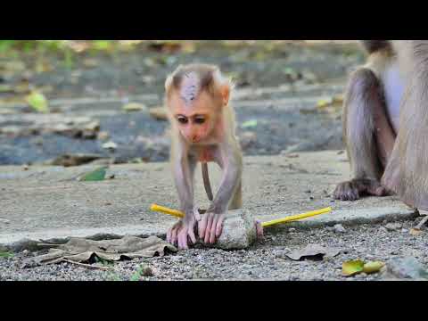 Monkey Lora C H E A T Her Baby On The Ground