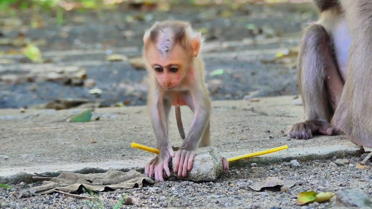 Monkey Lora C.h.e.a.t Her Baby On The Ground