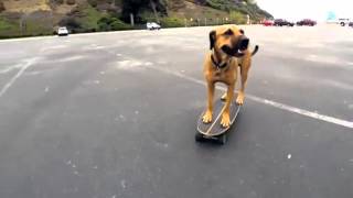собака на скейте