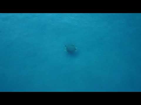Coastal Sea Turtle Cruise.