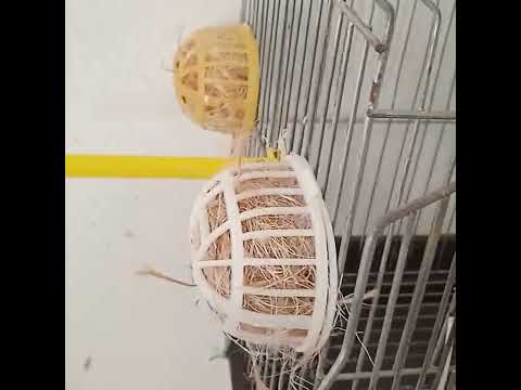 بداية تجهيز الأعشاش عند سيف الموسم قريب