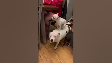 Thumbnail of Chihuahua Hops on Bigger Friends' Backs || ViralHog
