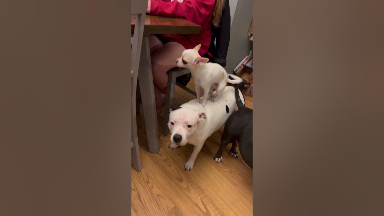 Chihuahua Hops on Bigger Friends' Backs || ViralHog