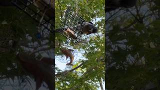 Scrubjay moves in after the oak titmice, chickadees, and juncos #birdfeeder