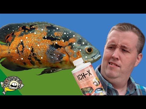 Video: How To Treat Fish