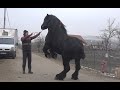 Caii lui Gabriel Mosutan de la Livada, Cluj - Prezentare cai, plimbare cu caruta - 2020 Nou!!!