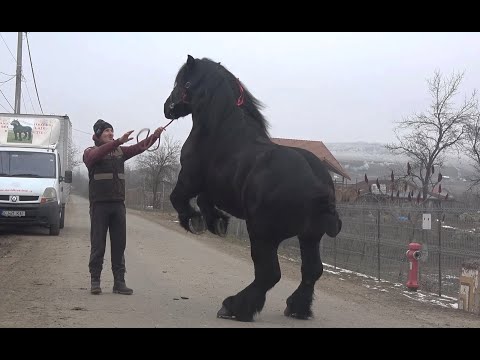 Video: Polo Argentinian Ponei Rasa De Cai Hipoalergenic, Sănătate și Durată De Viață