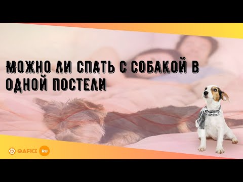 Можно ли спать с собакой в одной постели