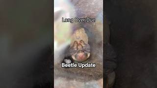 Female Dorcus schenklingi update #BETL #stagbeetle #beetle #insects #bug #pets #shorts