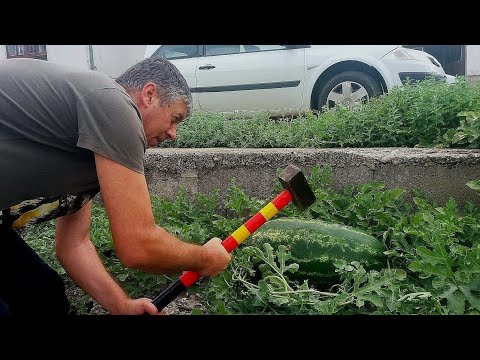 Video: Japansko Iskustvo Uzgoja Lubenica