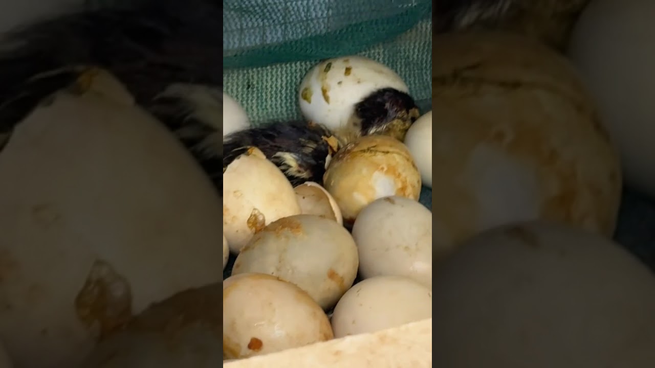 كيف تستغني عن المكيف للفقاسه 