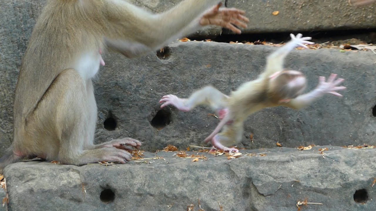 OMG!!.. Wrong mother monkey thr0w her own baby into water escape kidnapper, Lucy scared mom dropping