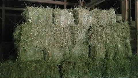 Stacking hay on a wagon for Wana be a Farmer