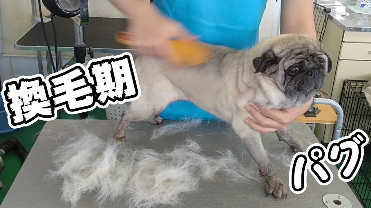 トリミング ５倍速でわかる パグのグルーミング 換毛期 １５７時間目 5xspeed Trimming For Pug Youtube