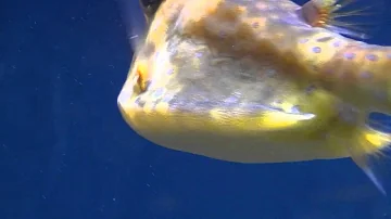 Longhorn Cowfish - Lactoria cornuta