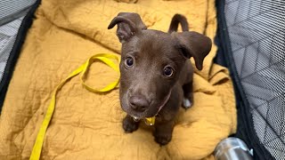 Level one socialization, lure, sit and down.