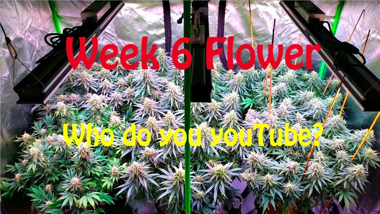 Week 6 flower for Girl Scout Cookies, Black Domina under viparspectra p2500's. Who do you youtube?