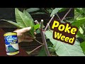 Pokeweed - One of my favorite wild greens of summer -Top 3!