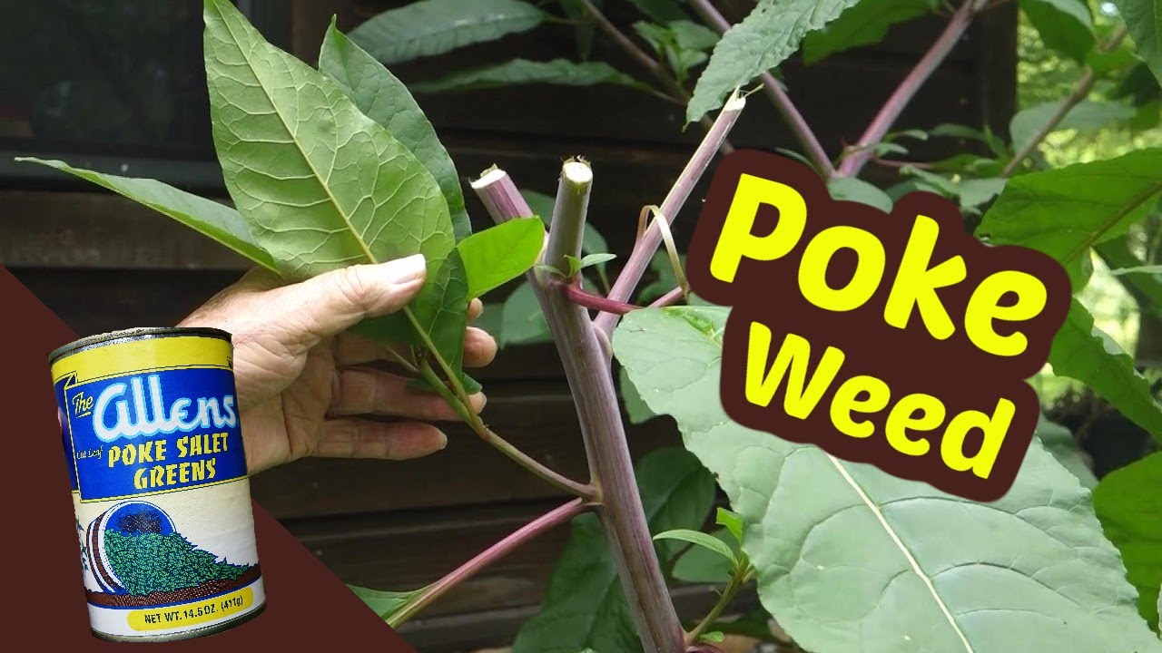 Pokeweed One of my favorite wild greens of summer Top 3! YouTube