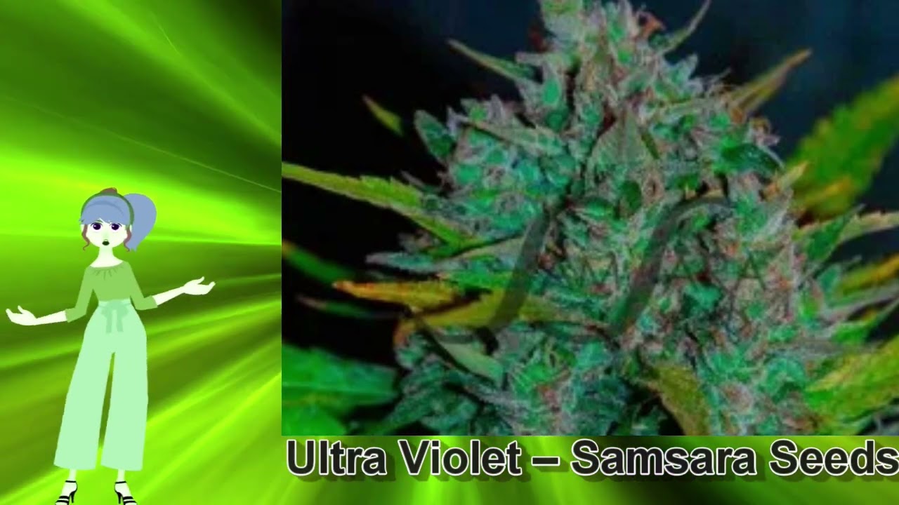 Ultra Violet – Samsara Seeds
