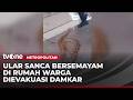 Petugas Damkar Tangkap Ular Piton Sepanjang 3 Meter di Rumah Warga | Metropolitan