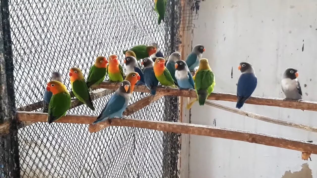 Lovebirds Breeding Setup Basic Mutation Haris Setup Part 1 - YouTube