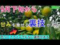 【有用菌みかん栽培】9月下旬から、みかんが色づく頃——甘味を一気に乗せる裏ワザがあります