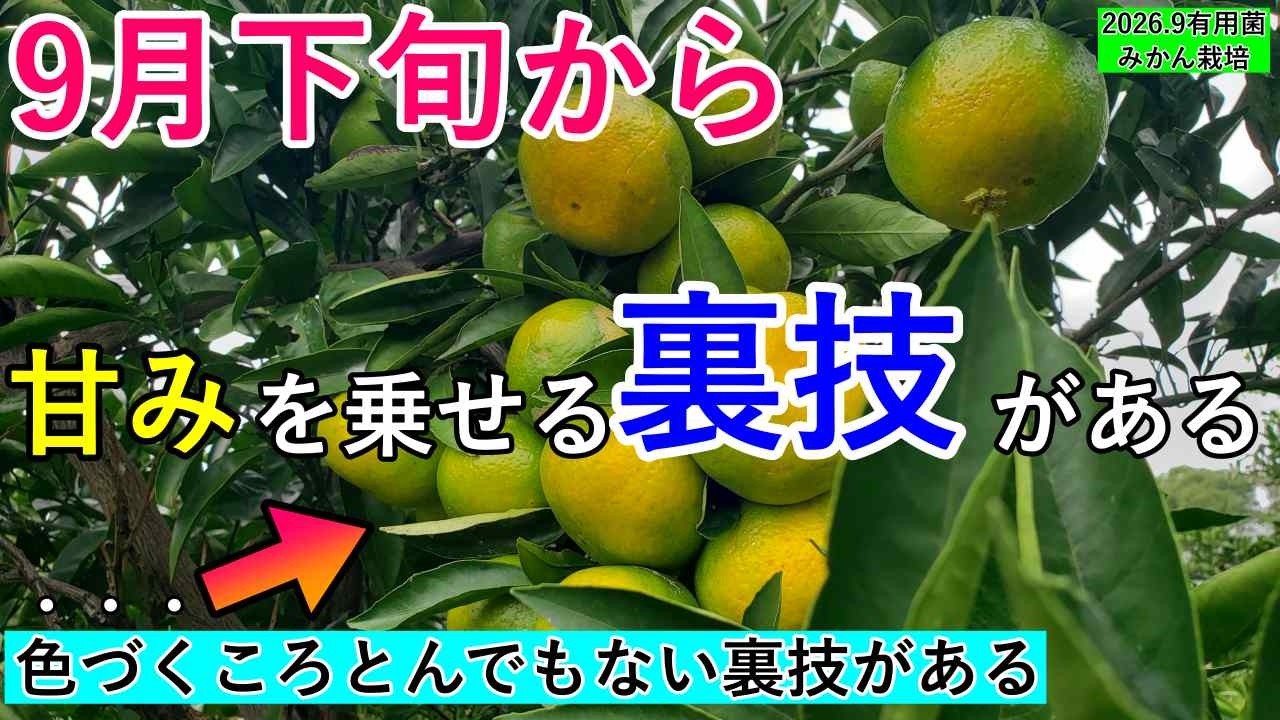 有用菌みかん栽培】9月下旬から、みかんが色づく頃——甘味を一気に