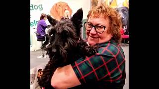 EP 14: Collared! Fostering a Scottie by London Scottie Club 9 views 3 months ago 30 minutes