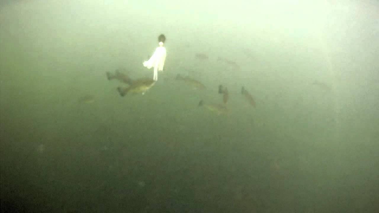 Lake Winola Bass YouTube