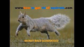 SQUIRREL REPELLENT VIDEO