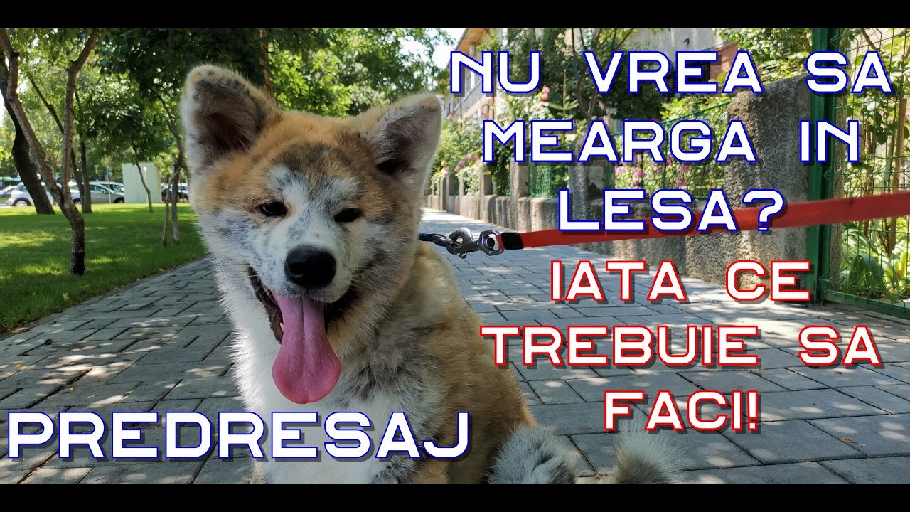 PUIUL și LESA. Nu îl poți convinge să meargă?