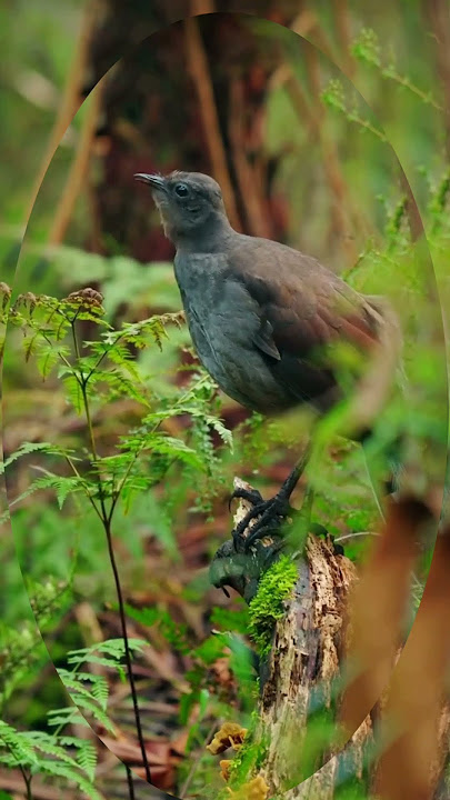 suara merdu burung pedalaman Papua‼️#birds #papua #sound