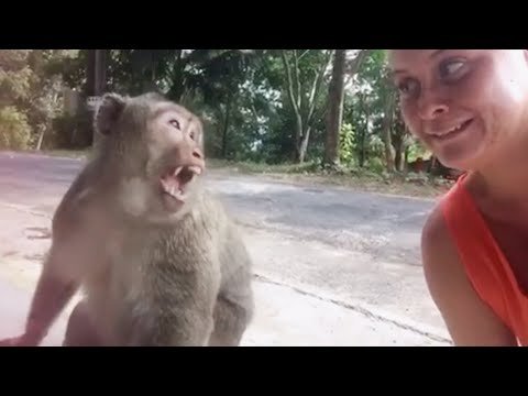 Crazy Animal Fails