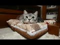 猫の嬉しいときのお返事 3