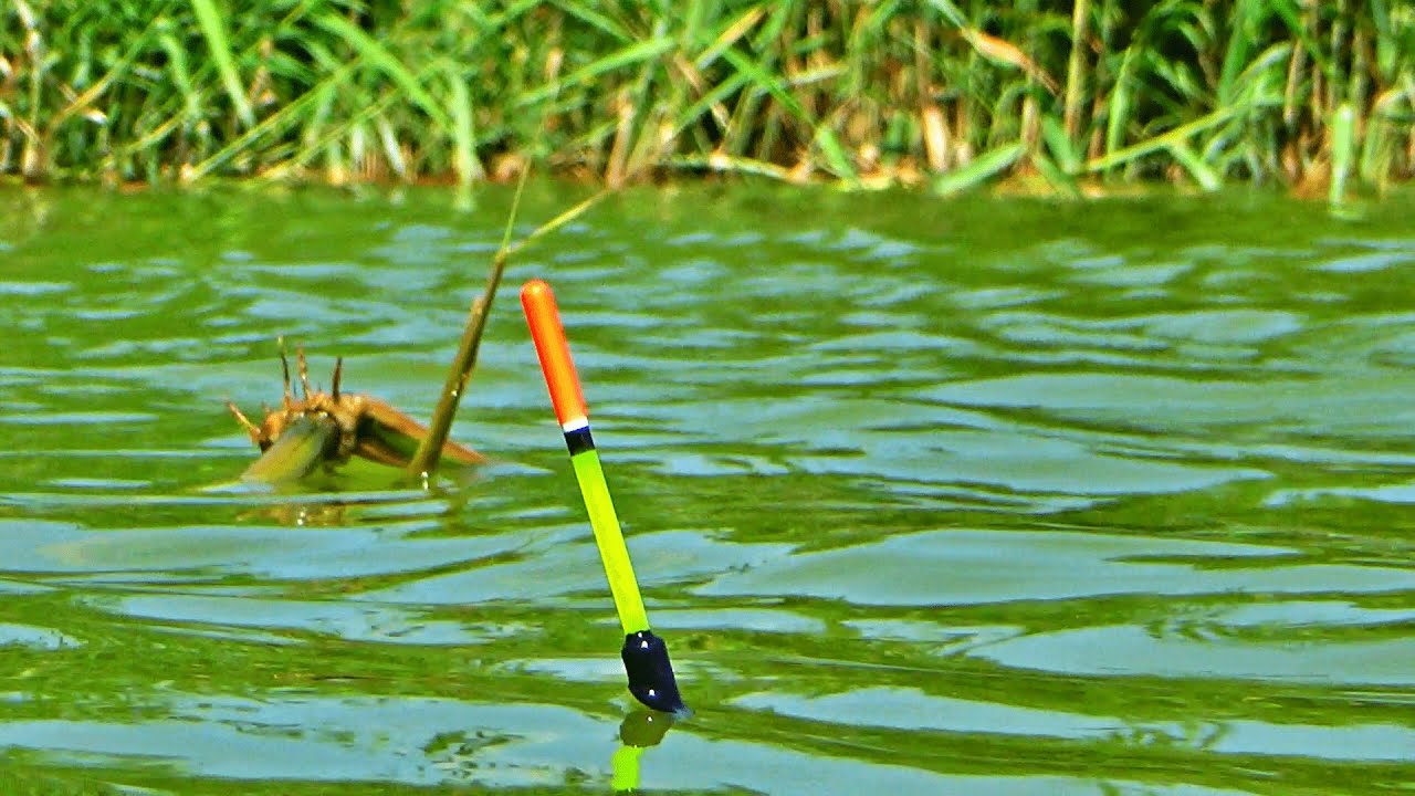 Pescuit la pluta crap salbatic YouTube