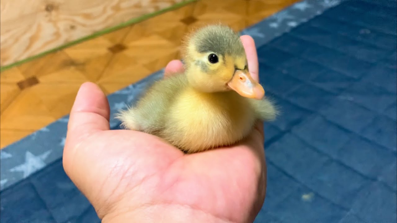 フワフワのアヒルの赤ちゃんをお迎えしました - YouTube