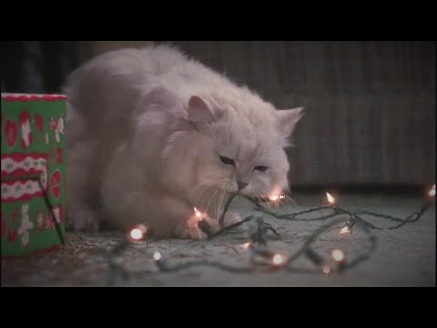 National Lampoon's Christmas Vacation - Fried Pussy Cat