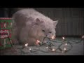 National Lampoon's Christmas Vacation - Fried Pussy Cat (Funny)