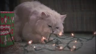 National Lams Christmas Vacation - Fried Cat Funny