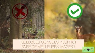 10 CONSEILS POUR AMELIORER VOS PHOTOS ANIMALIERES !