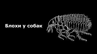 Блохи у собак. Как избавиться.