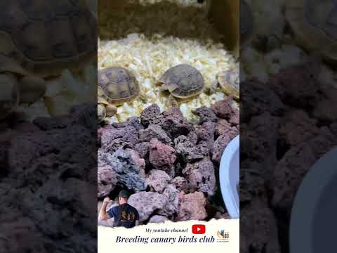 من فضل الله انتاج جديد من السلاحف البرية