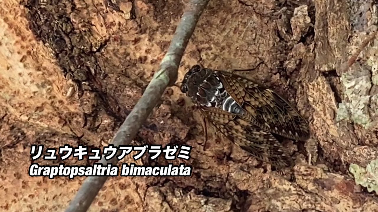 6月4日沖縄リュウキュウアブラゼミ鳴いてますGraptopsaltria