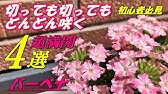 花手毬の育て方と種類 Youtube