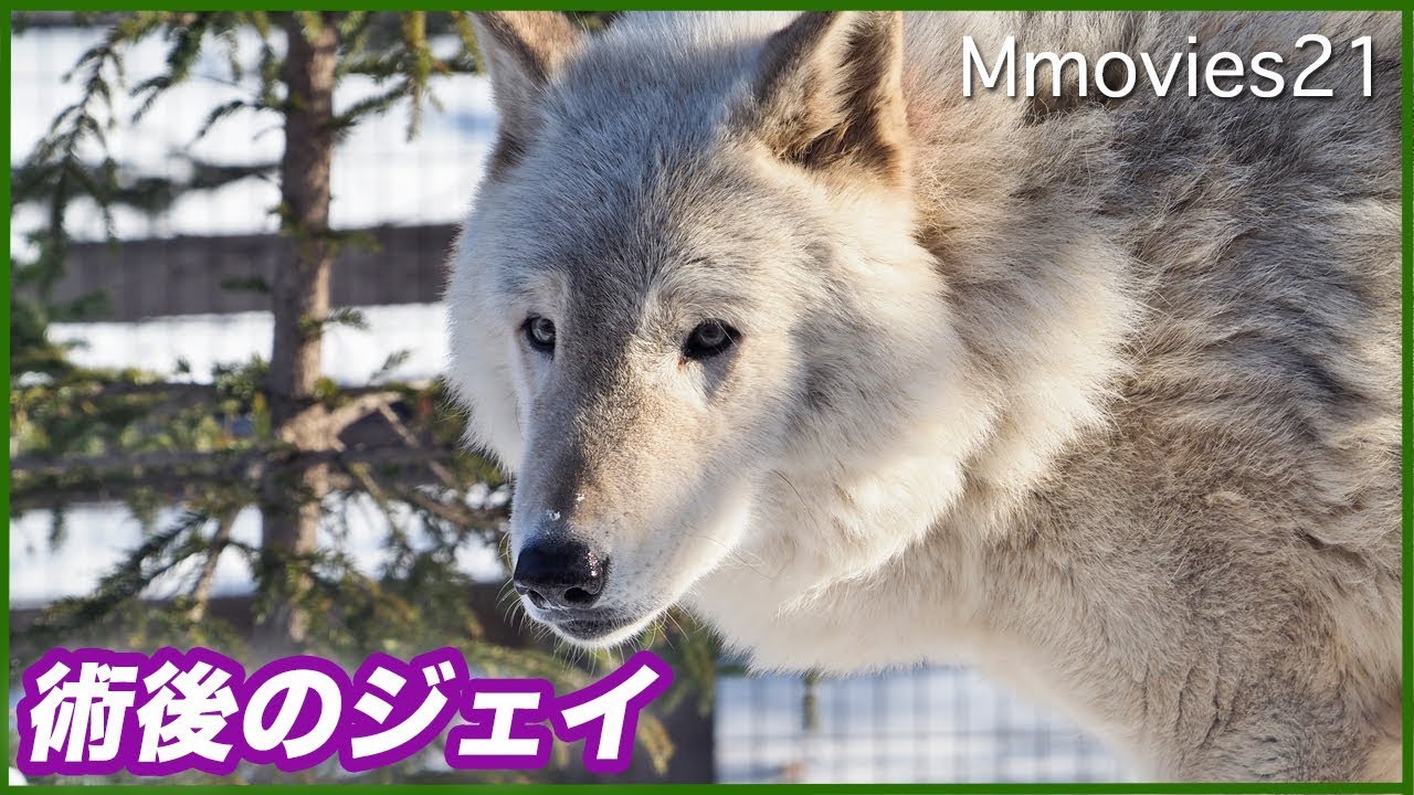 術後のシンリンオオカミ ジェイ 雪の中を探る Eastern Timber Wolf Youtube 術後のシンリンオオカミ ジェイ 雪の中を探る Eastern Timber Wolf Youtube