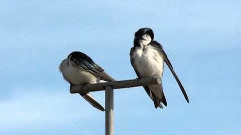 Tree Swallows Preen Their Feathers